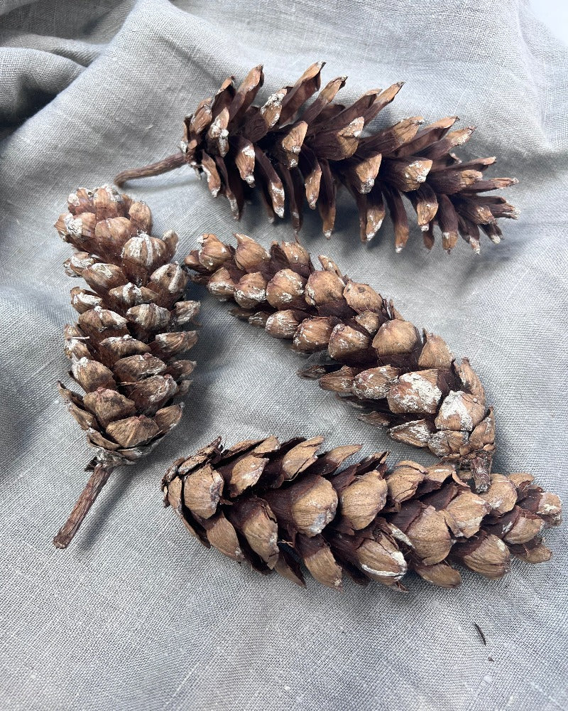 Large Natural Pine Cones