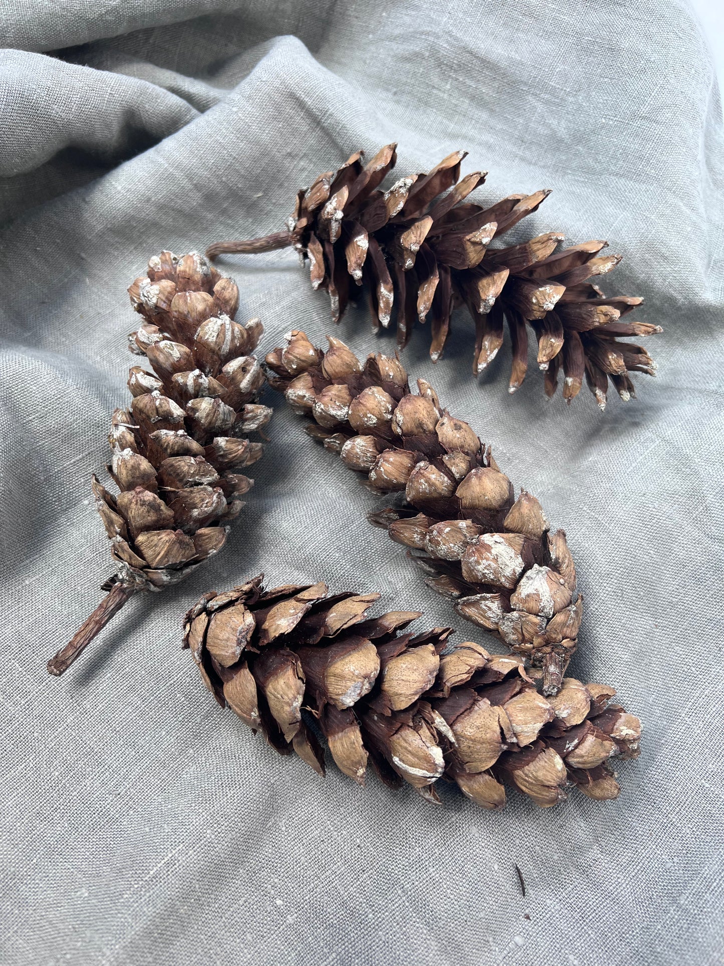 Large Natural Pine Cones