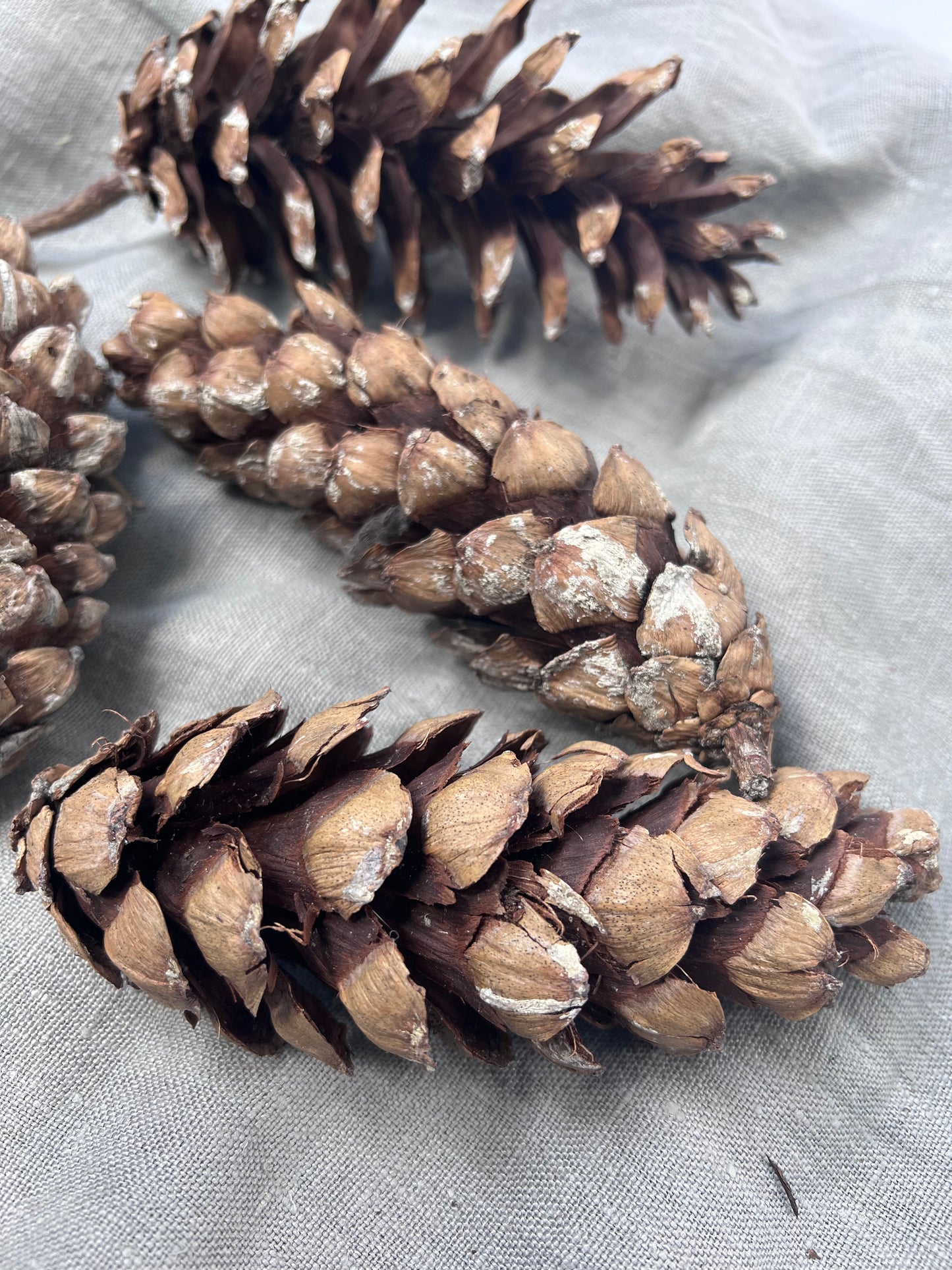 Large Natural Pine Cones