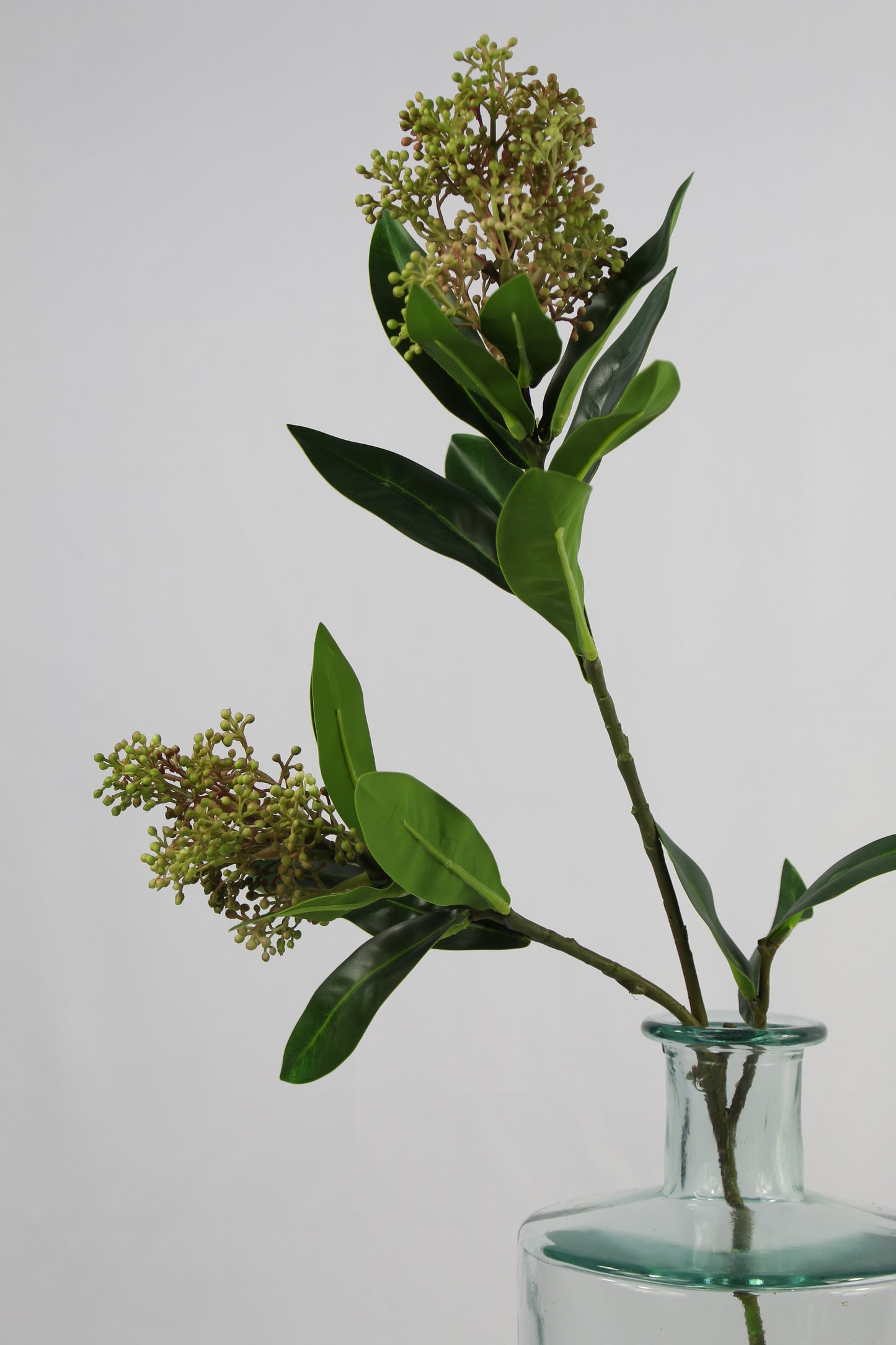 Faux Skimmia