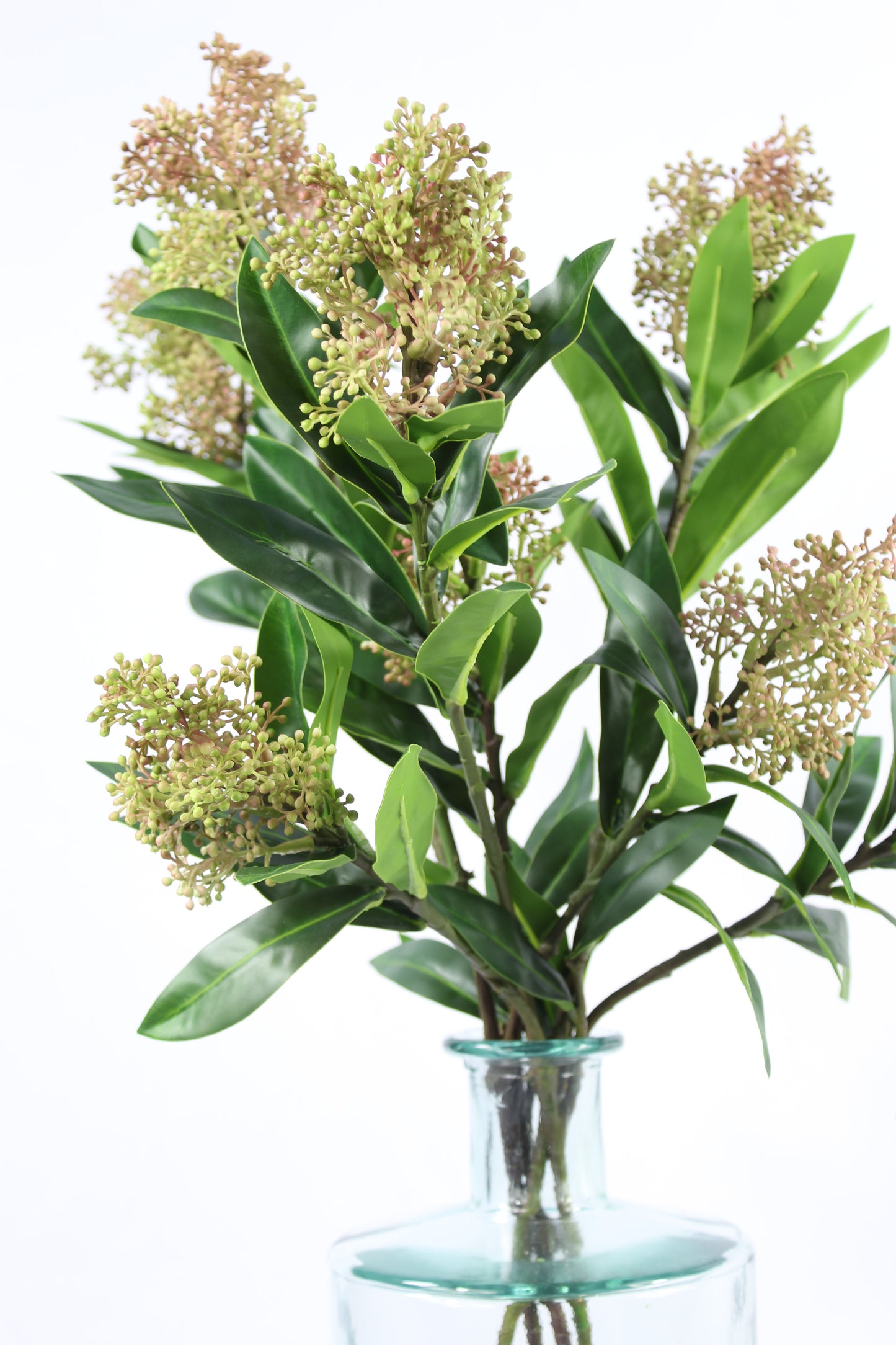 Faux Skimmia